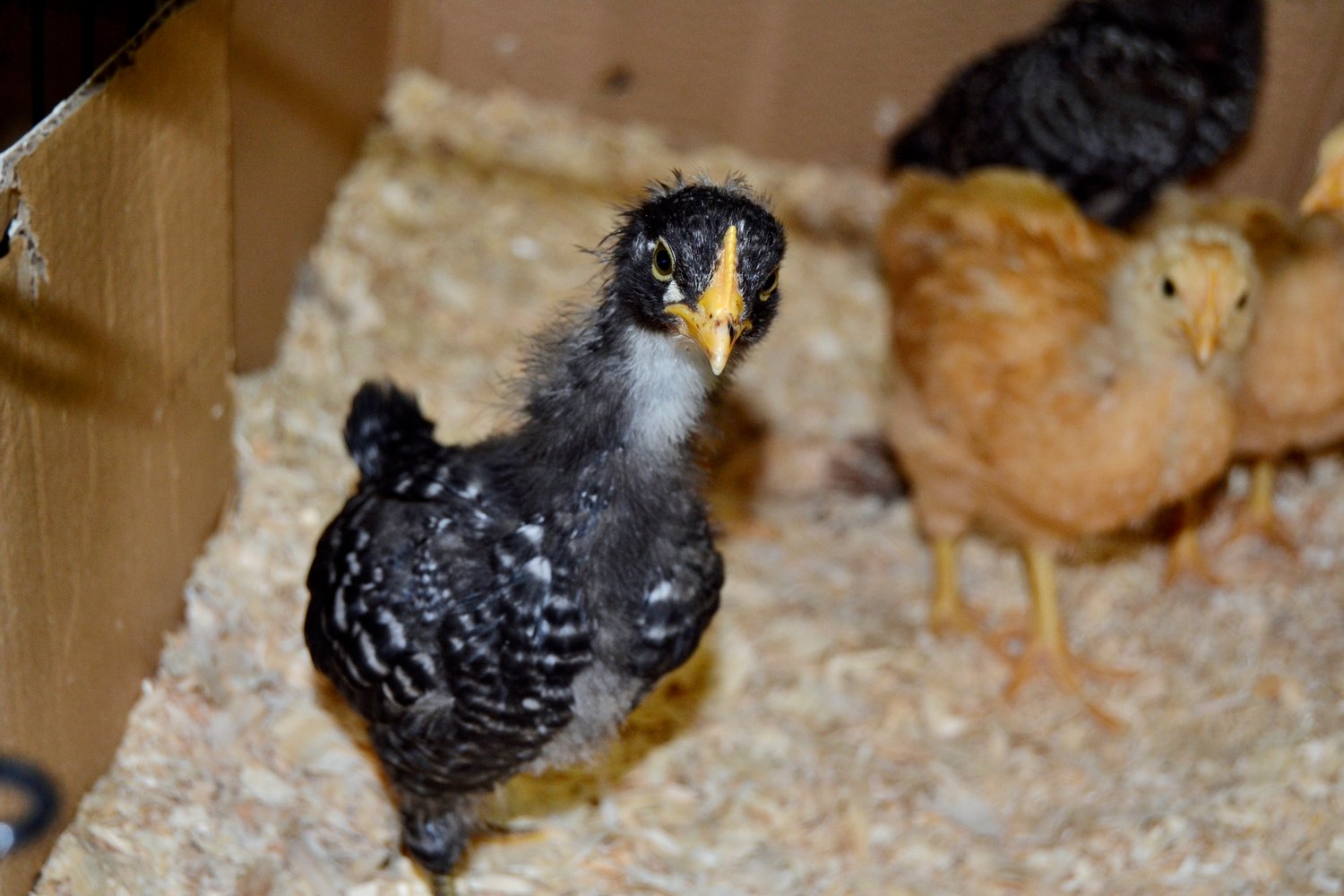 Raising Barred Rock and Buff Orpington chicks. These chicks were destined for other homesteading friends who didn’t have the space to brood their chicks.